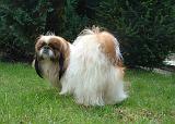 PEKINOIS 285